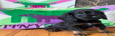 Cocker Spaniel 2