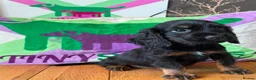 Cocker Spaniel dogs for sale: KC BLACK AND TAN boys 17 dna health tested clear  - Advert 9