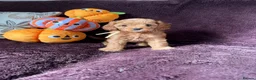 Cavapoo dogs for sale: Beautiful Cavapoos f1  in Bury Saint Edmunds - Advert 3