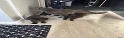 Mixed Breed cats for sale: Beautiful Maine Coon Cross kittens  - Advert 8