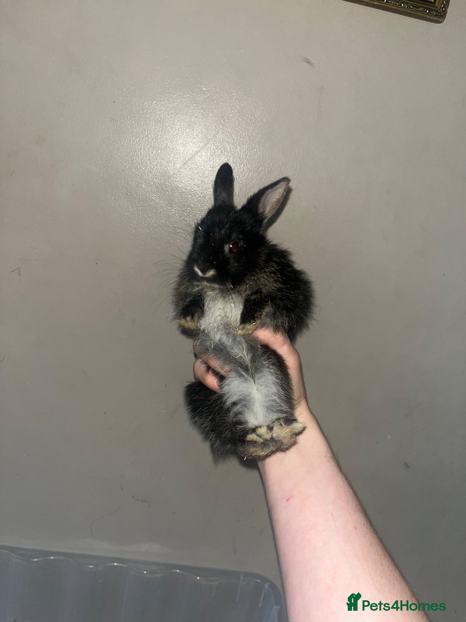 Rex rabbits 2x Black Otter, Standard Rex Rabbit Kits Available - Advert 13