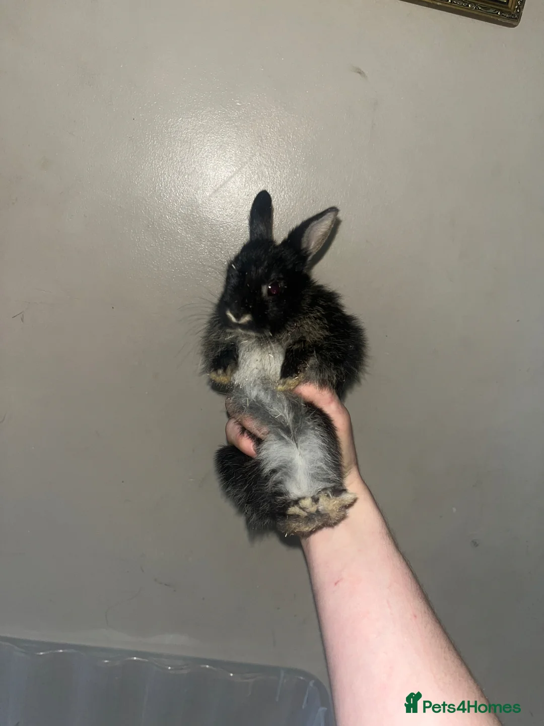 Rex rabbits for sale: 2x Black Otter, Standard Rex Rabbit Kits Available in Huntingdon - Advert 1