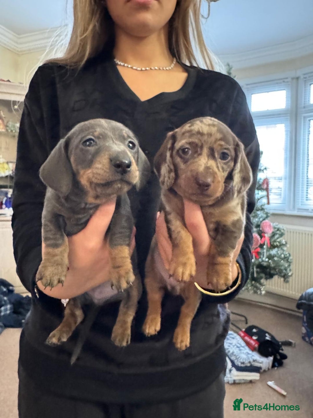 Miniature Dachshund dogs for sale: Miniature dachshund puppies - Advert 1