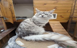 Maine Coon cats for sale: Pedigree TICA Maine Coon Kittens  - Image 4