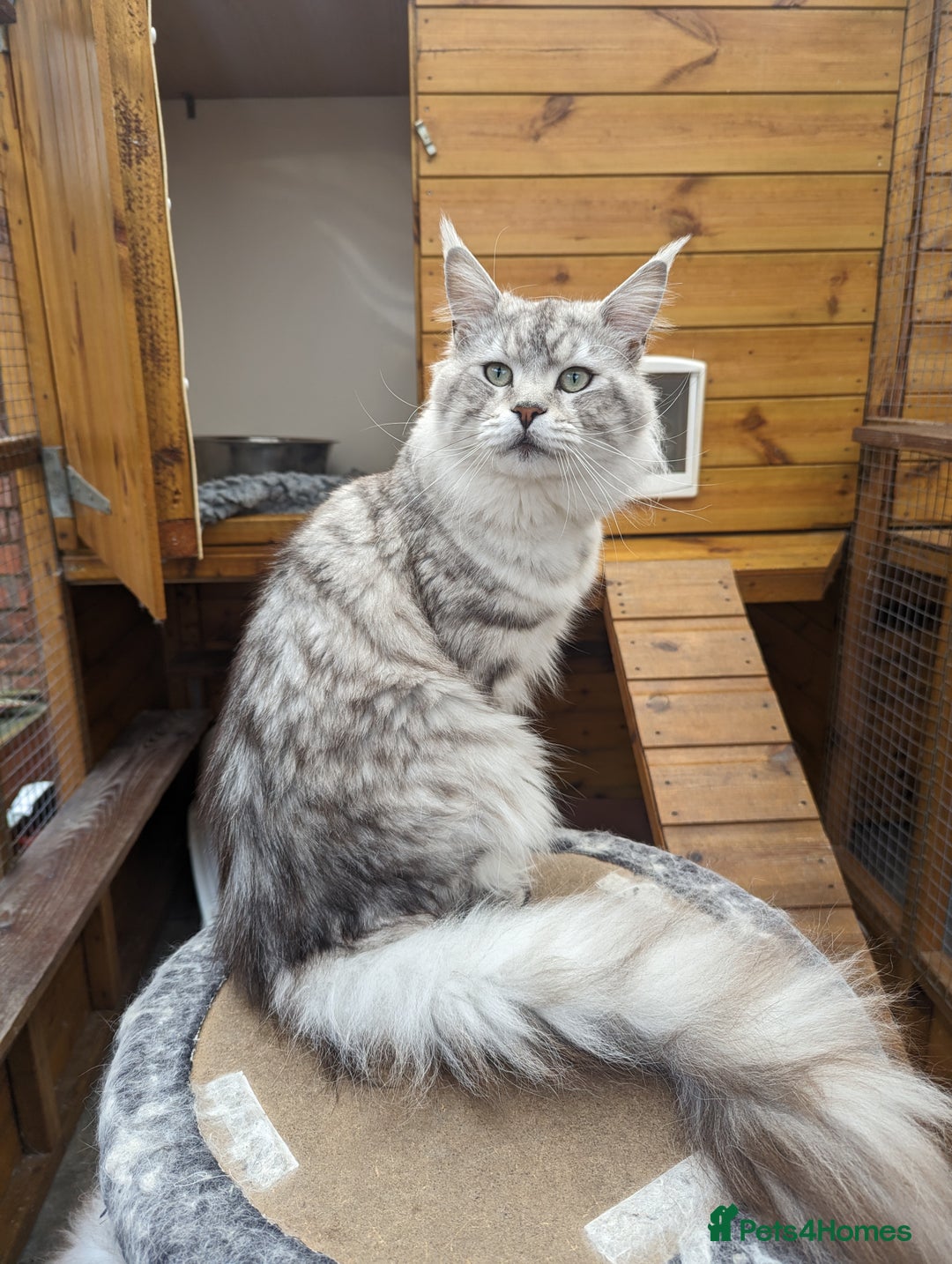 Maine Coon cats for sale: Pedigree TICA Maine Coon Kittens  - Image 4