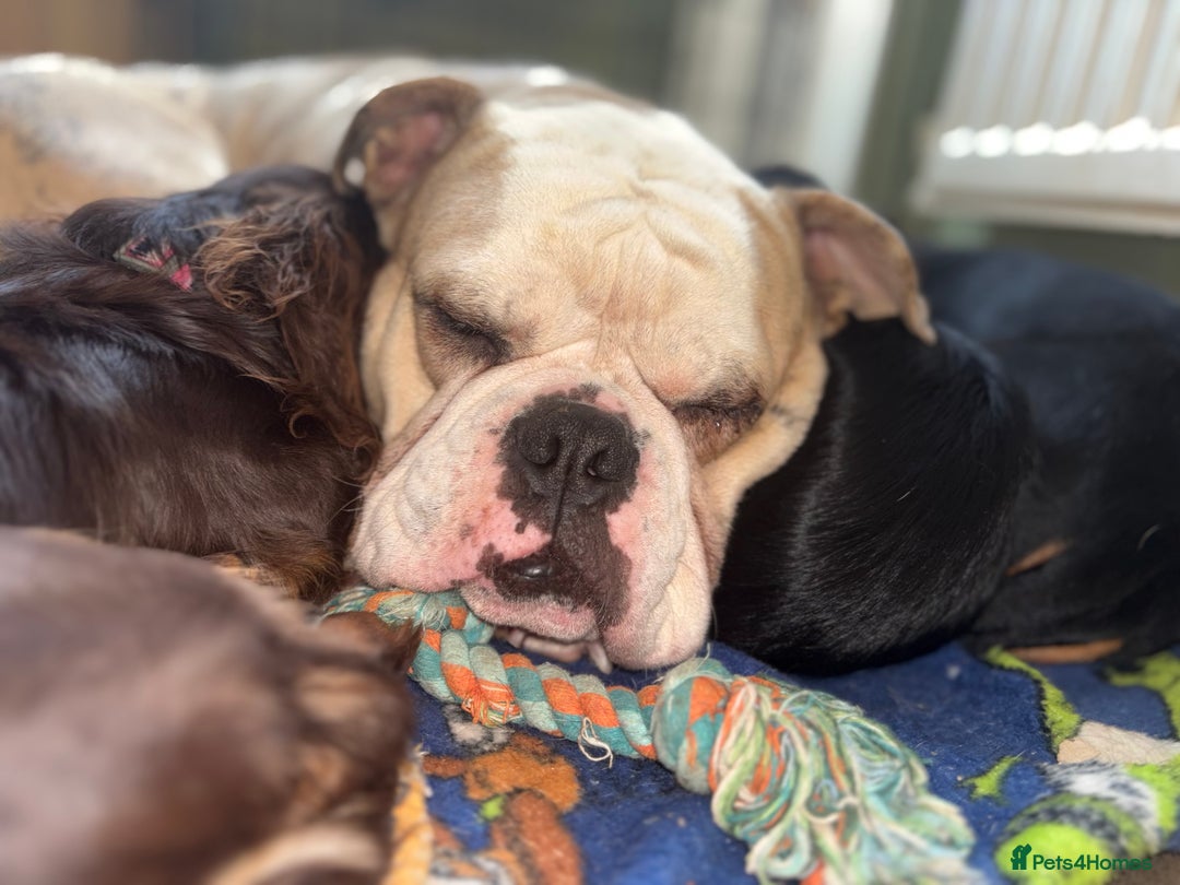 Old Tyme Bulldog dogs for sale: 🐶 Old Tyme English Bulldog  - Image 5