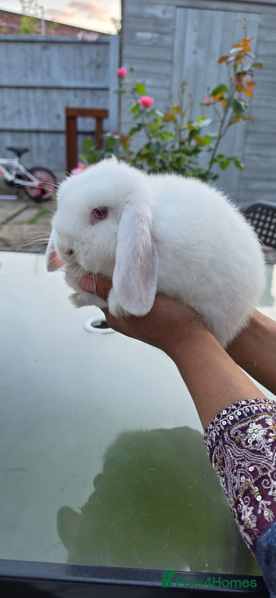Mini Lop rabbits mini lop babies  - Advert 1