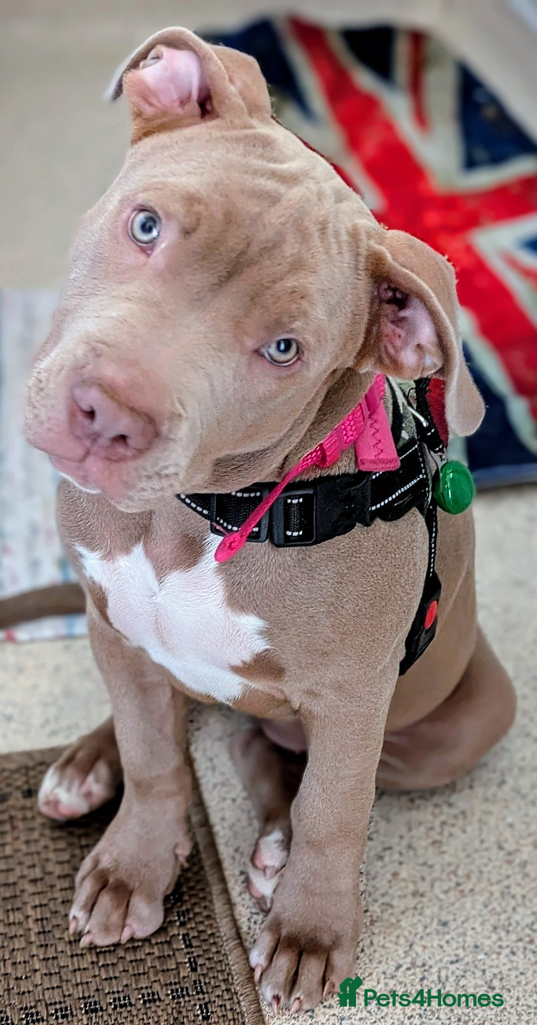 American Bully dogs for sale: American Bully 4 Months Old A Sweetheart  in Stonehouse - Image 25