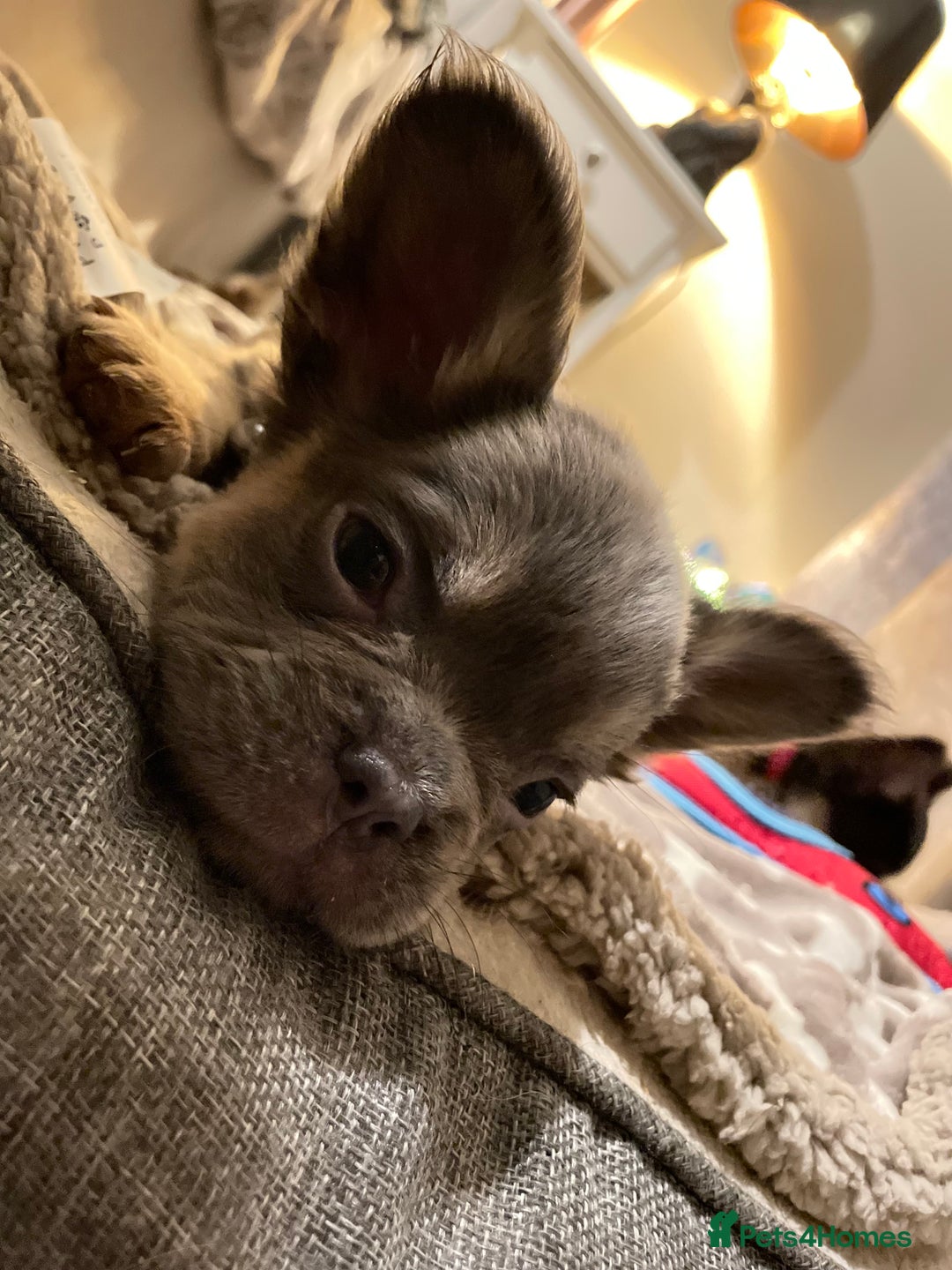 French Bulldog dogs for sale: Visual Fluffy Compact French Bulldogs 🩷🐶🐾 - Advert 16