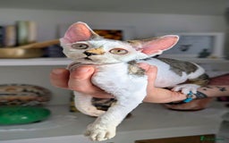 Devon Rex cats for sale: Two cuddlebugs- literally sticker cats available❤️ - Image 3