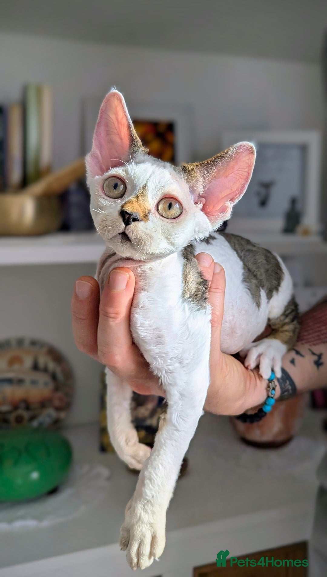Devon Rex cats for sale: Two cuddlebugs- literally sticker cats available❤️ - Image 3