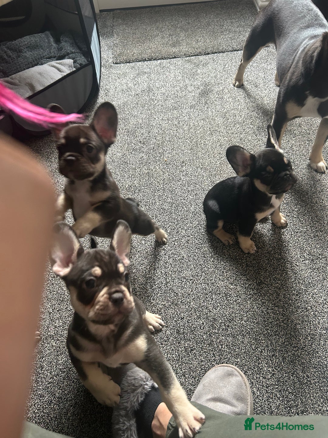 French Bulldog dogs for sale: French bulldog puppies  - Image 14