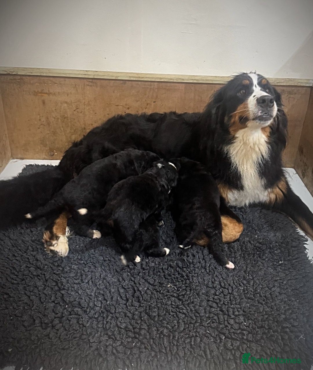 Bernese Mountain Dog dogs for sale: Bernese mountain dog puppies - Image 6