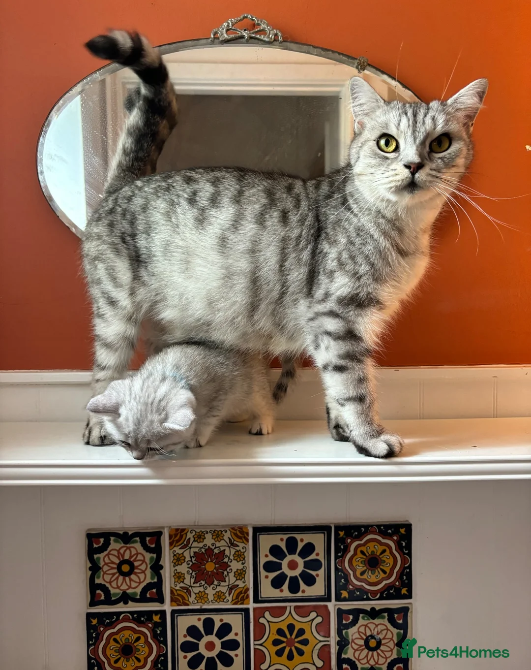 British Shorthair cats for sale: READY NOW! BRITISH SHORTHAIR KITTENS - Advert 2