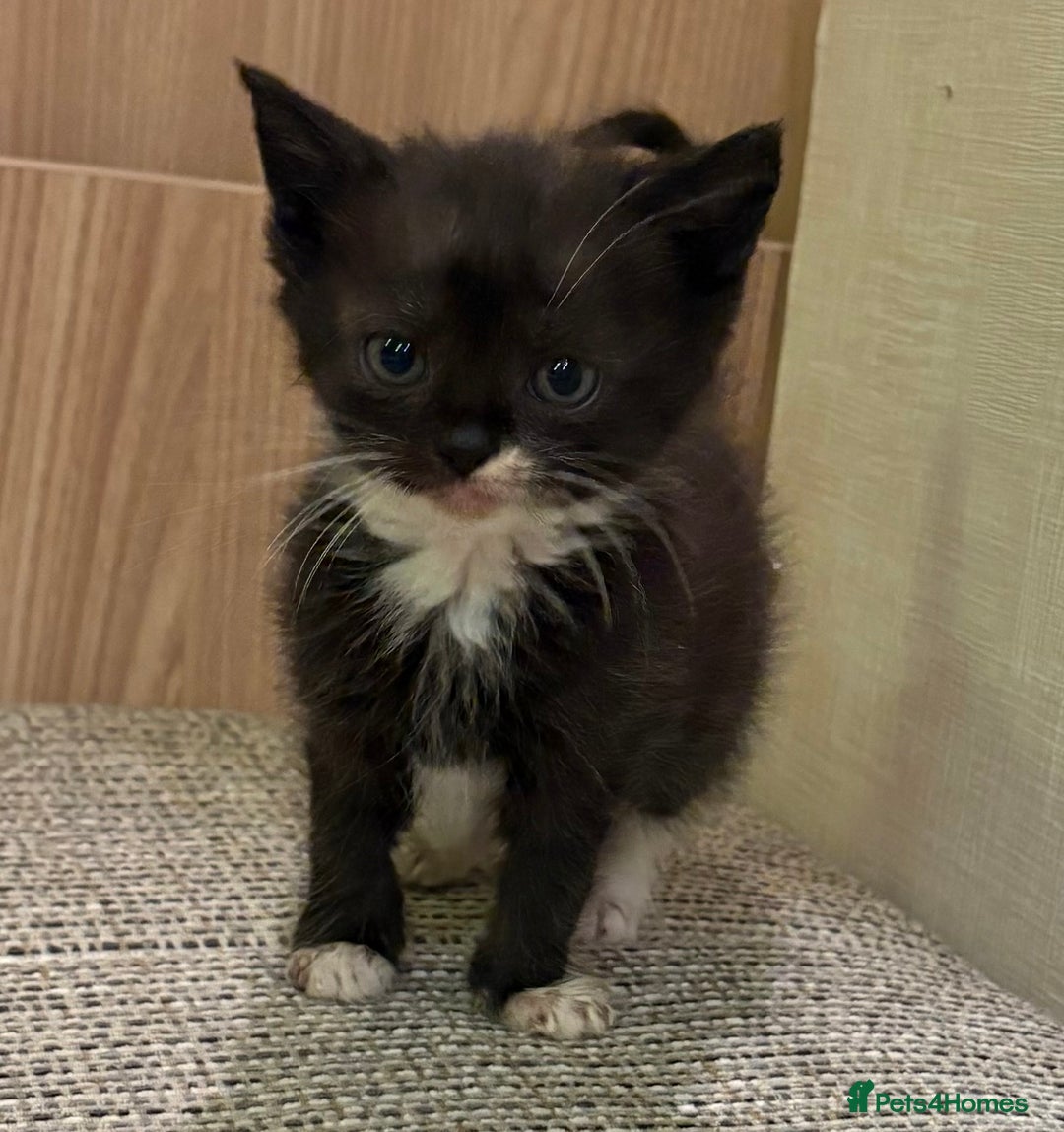 British Shorthair cats for sale: British Shorthair Kittens. - Advert 17