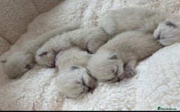 Ragdoll cats for sale: 💫 Blue Point Ragdoll Kittens 💫 - Image 3