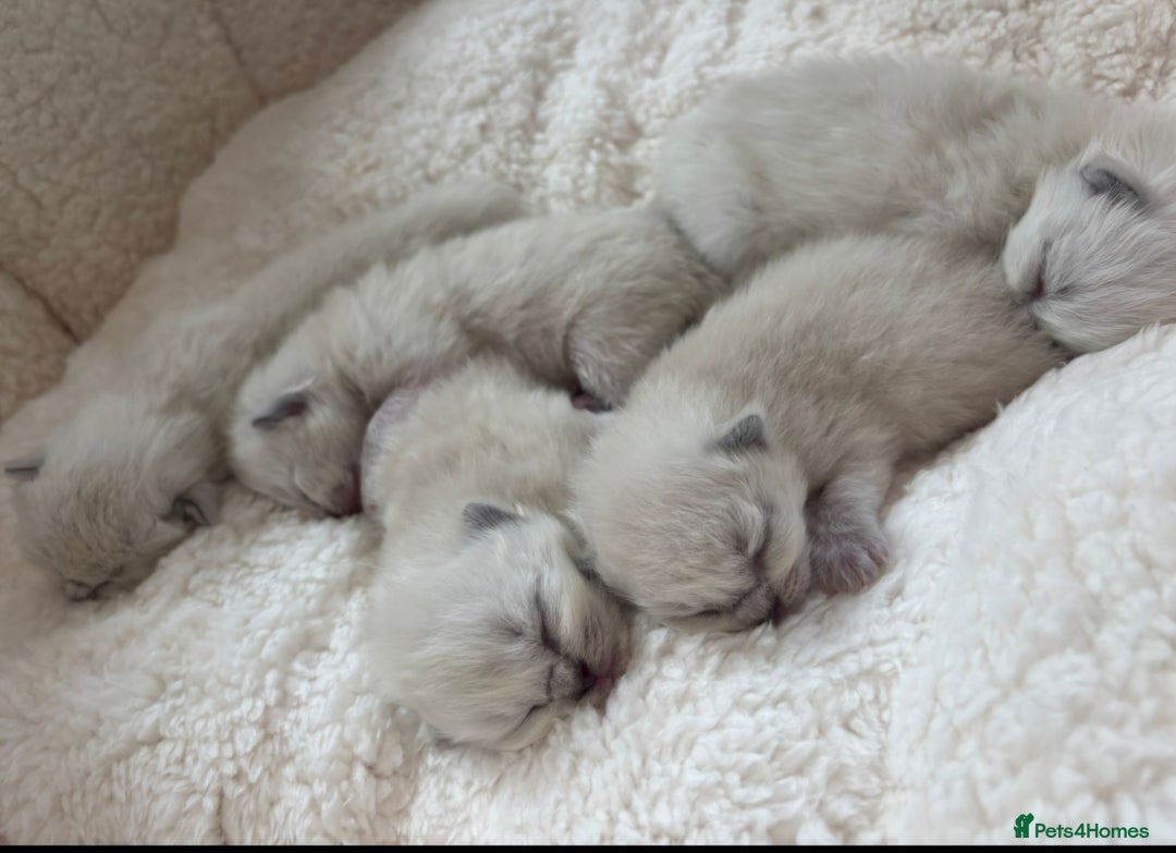 Ragdoll cats for sale: 💫 Blue Point Ragdoll Kittens 💫 - Image 3