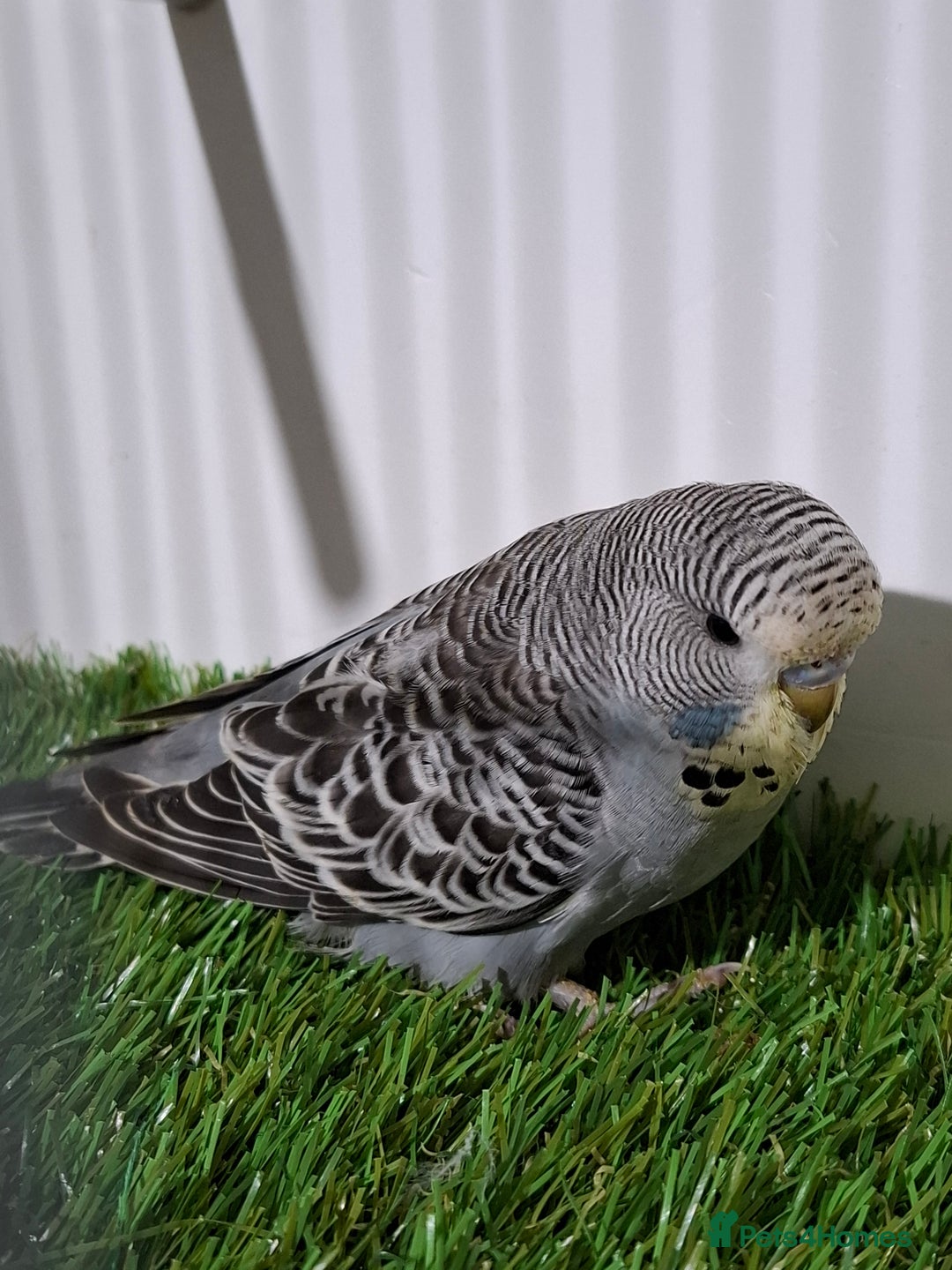 Budgerigars birds for sale: Budgies for sale  - Advert 19