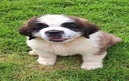 Saint Bernard dogs for sale: KC reg Saint Bernard puppies READY NOW - Image 16