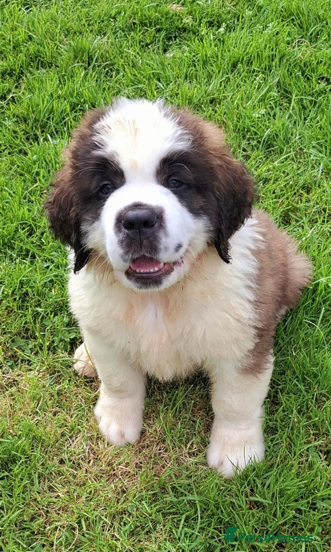 Saint Bernard dogs for sale: KC reg Saint Bernard puppies READY NOW - Image 16