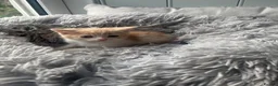 Mixed Breed cats for sale: Persian cross kittens ready Friday  - Advert 6