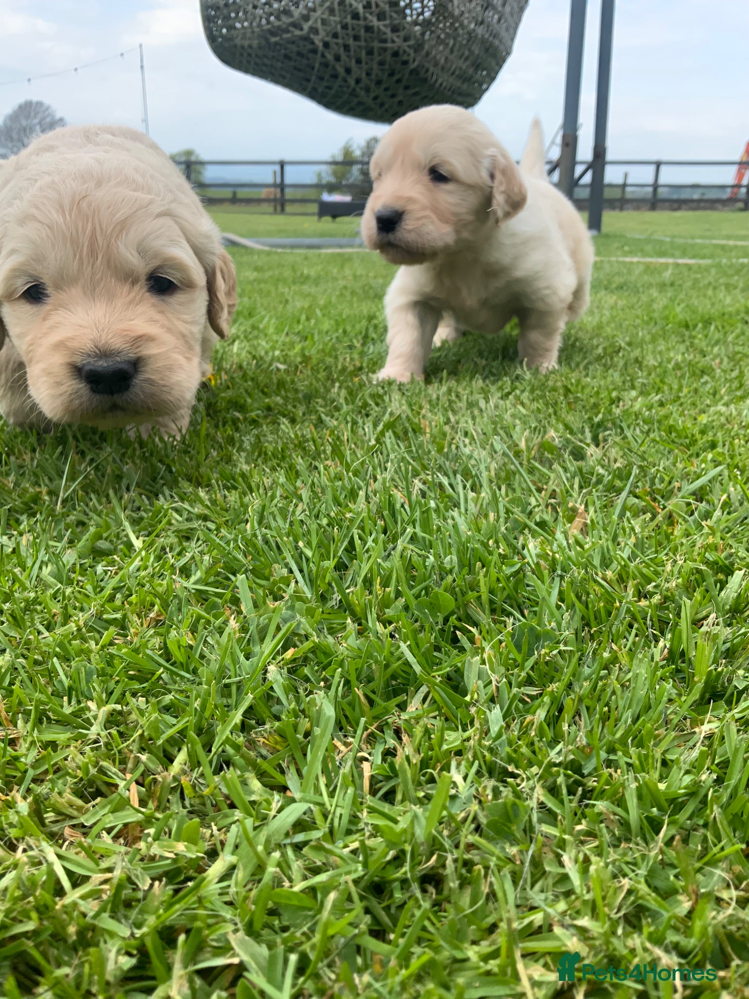Golden Retriever dogs Gorgeous KC registered Golden Retreiver Puppies - Advert 1