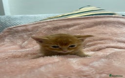 Scottish Fold cats for sale: Scottish fold/straight kittens  - Image 28