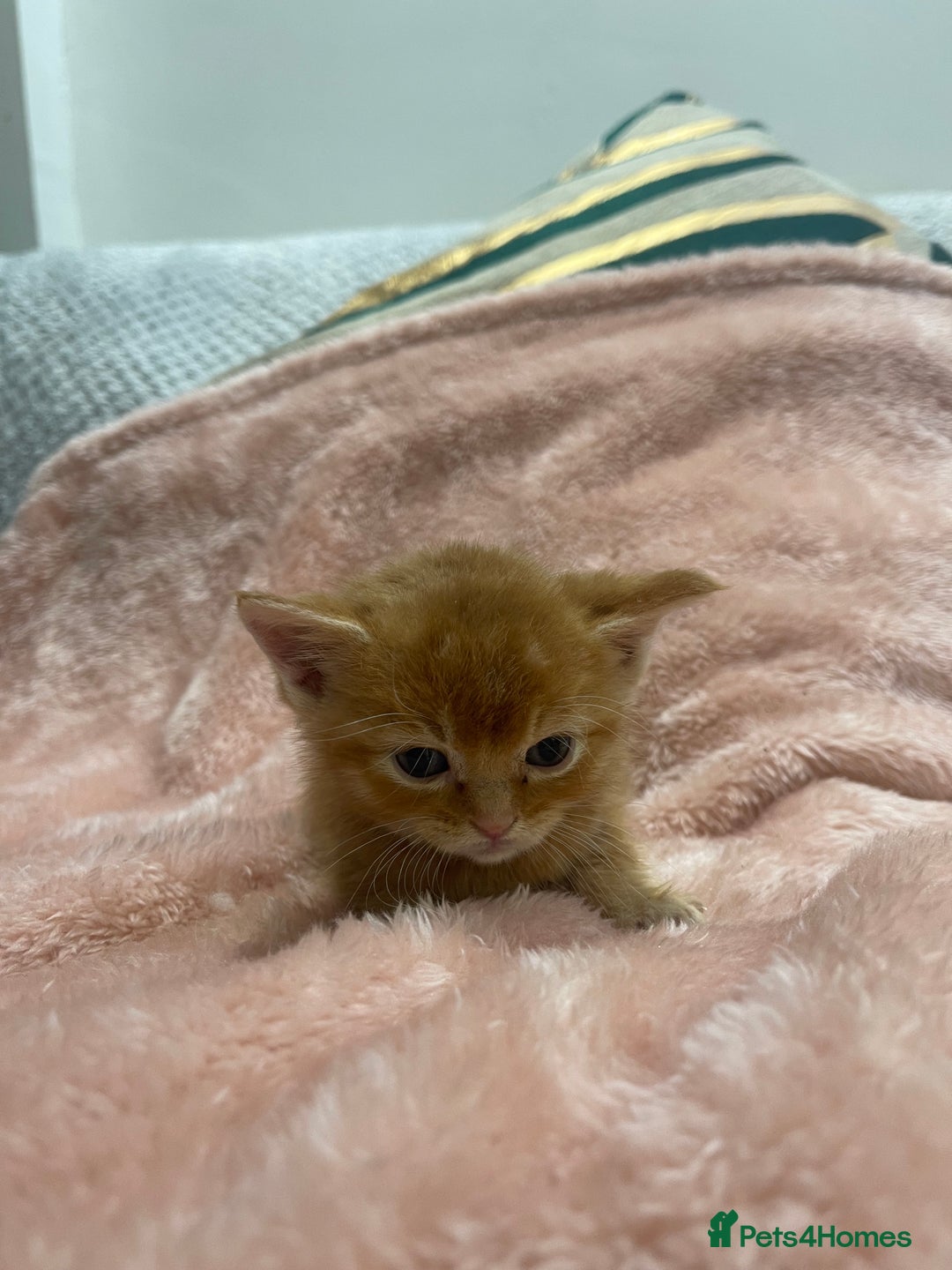 Scottish Fold cats for sale: Scottish fold/straight kittens  - Image 28
