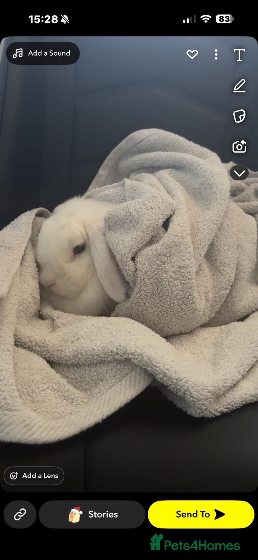 Mini Lop rabbits for sale: Two mini lops male and female  - Advert 4