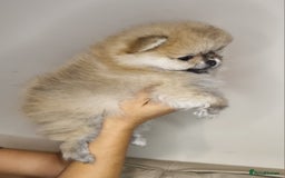 Pomeranian dogs for sale: CHAMPION BLOODLINE 3 female 1 male - Image 4