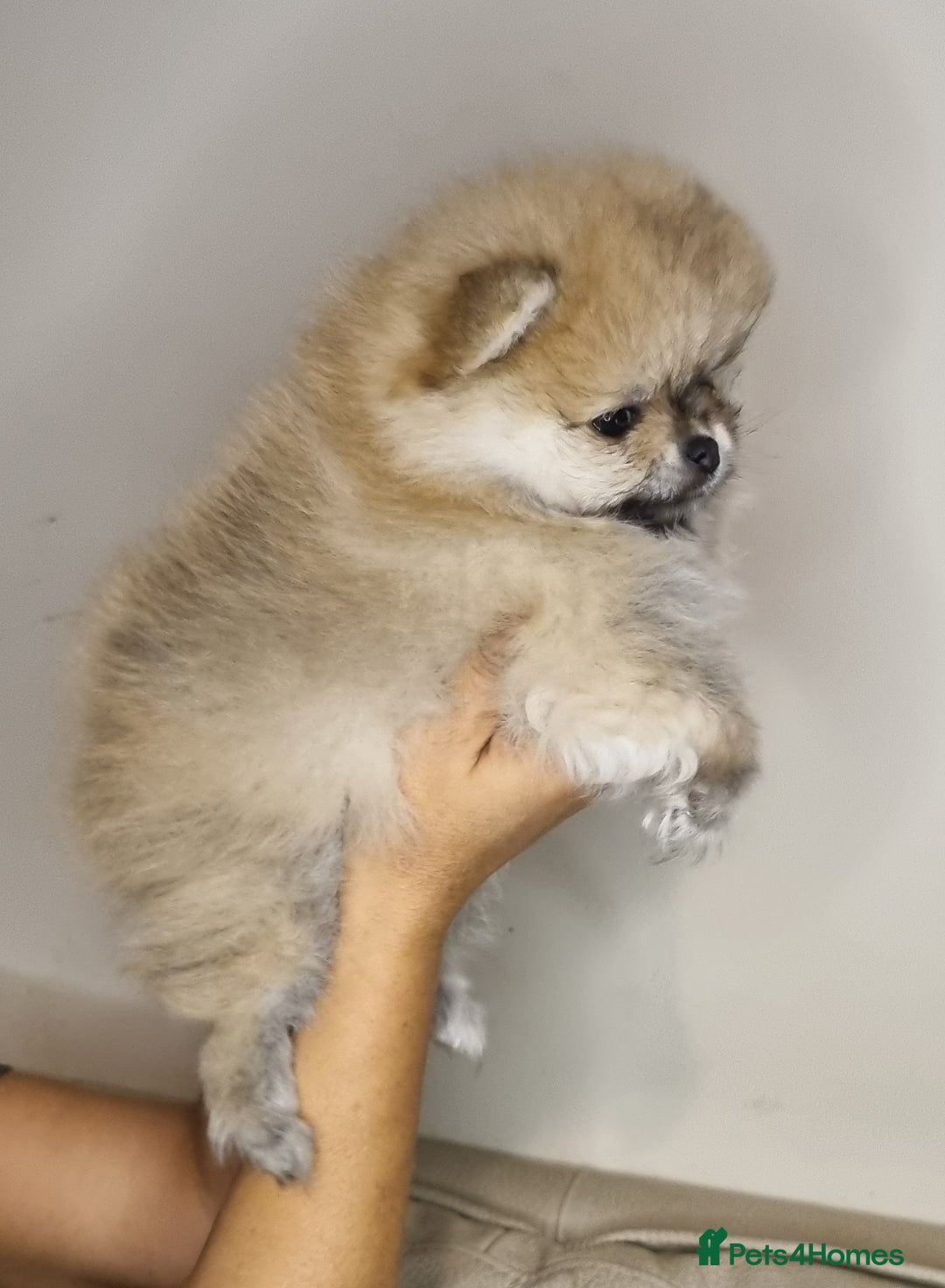 Pomeranian dogs for sale: CHAMPION BLOODLINE 3 female 1 male - Image 4