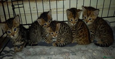 Mixed Breed cats - Advert 6