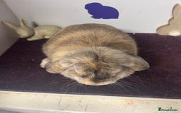 Mini Lop rabbits for sale: Lovely quality mini lop for she’s 5.5months  in Bristol - Image 5