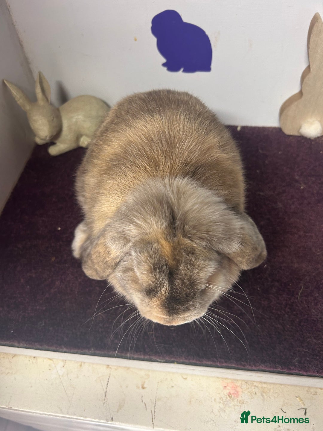 Mini Lop rabbits for sale: Lovely quality mini lop for she’s 5.5months  in Bristol - Image 5