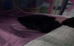 British Longhair cats for sale: Bibbles the kitten - Image 3