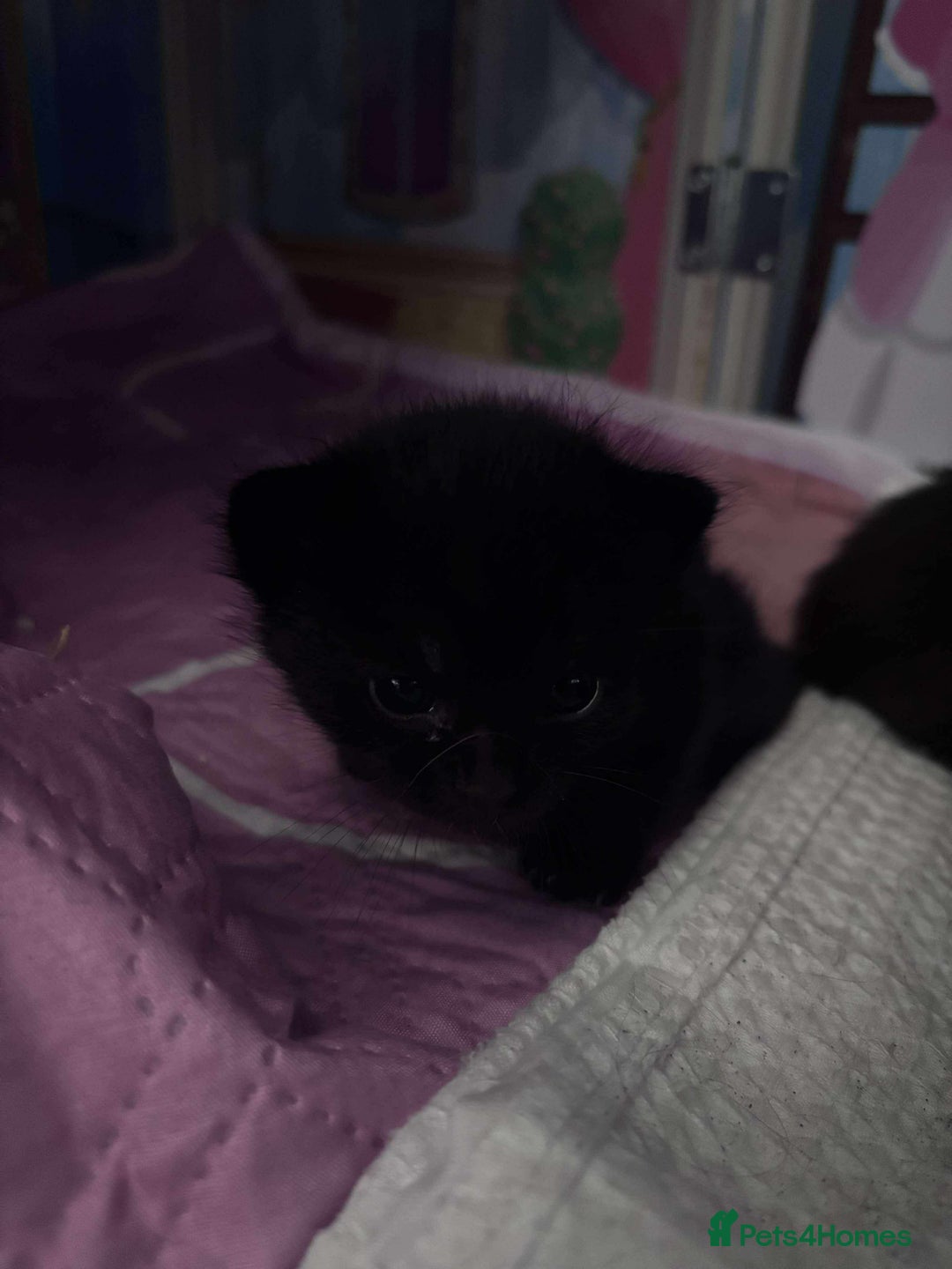 British Longhair cats for sale: Bibbles the kitten - Image 3