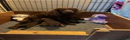 Cocker Spaniel dogs for sale: Gorgeous Cocker Spaniel puppies - Advert 1