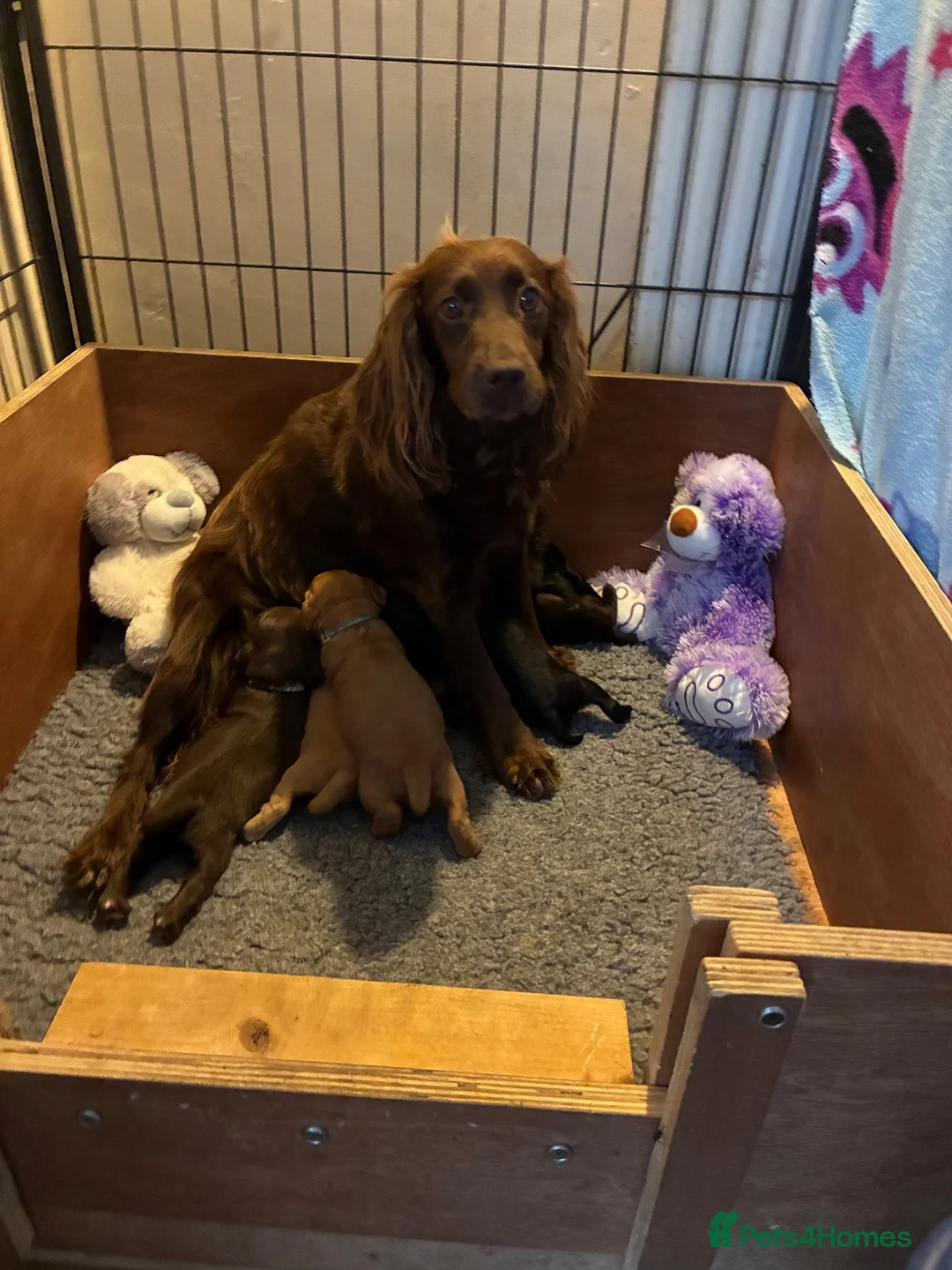 Cocker Spaniel dogs for sale: Gorgeous Cocker Spaniel puppies - Advert 1
