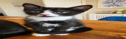 Domestic Shorthair cats for sale: Beautiful Loving Kittens, ready Now, Family Raised in Southport - Advert 3