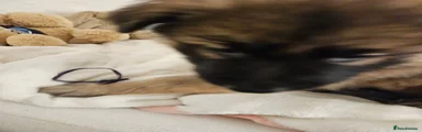 German Shepherd 8