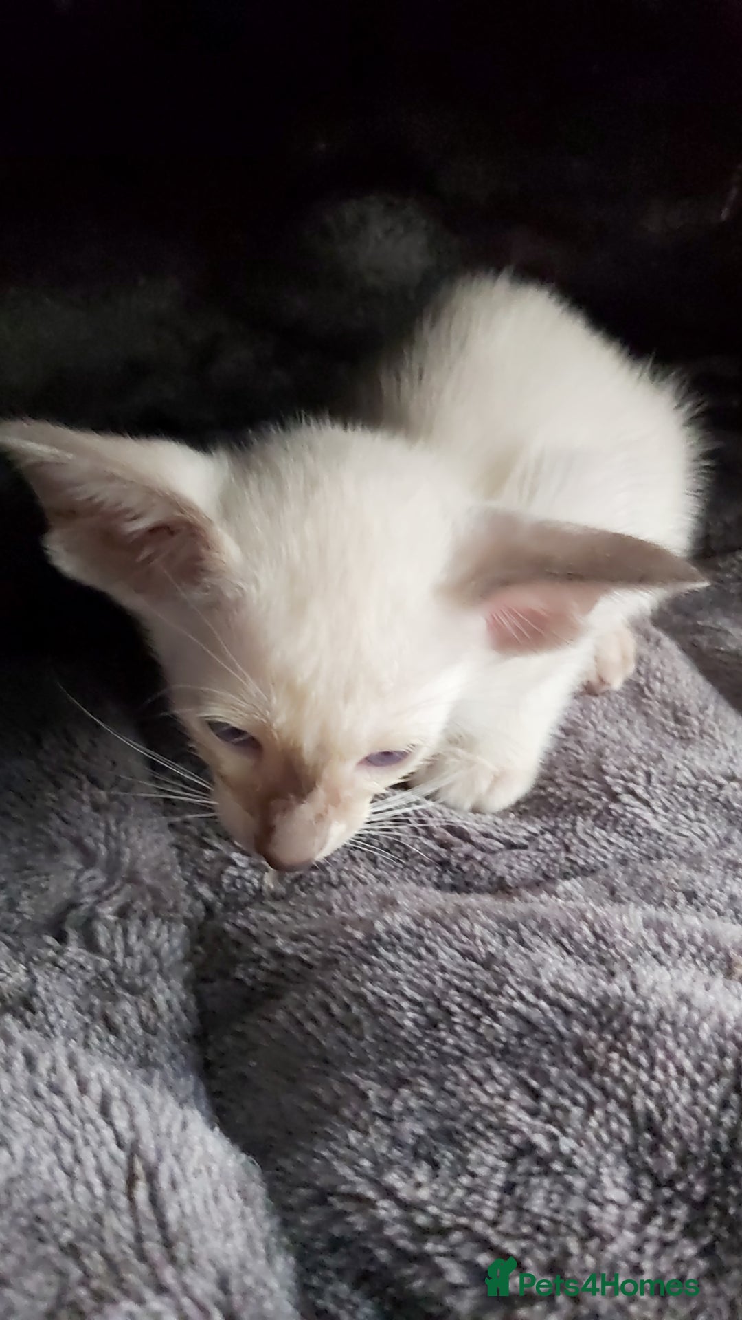 Oriental cats for sale: Full Pedigree Oriental 6 Kittens XL size ears GCCF - Image 11