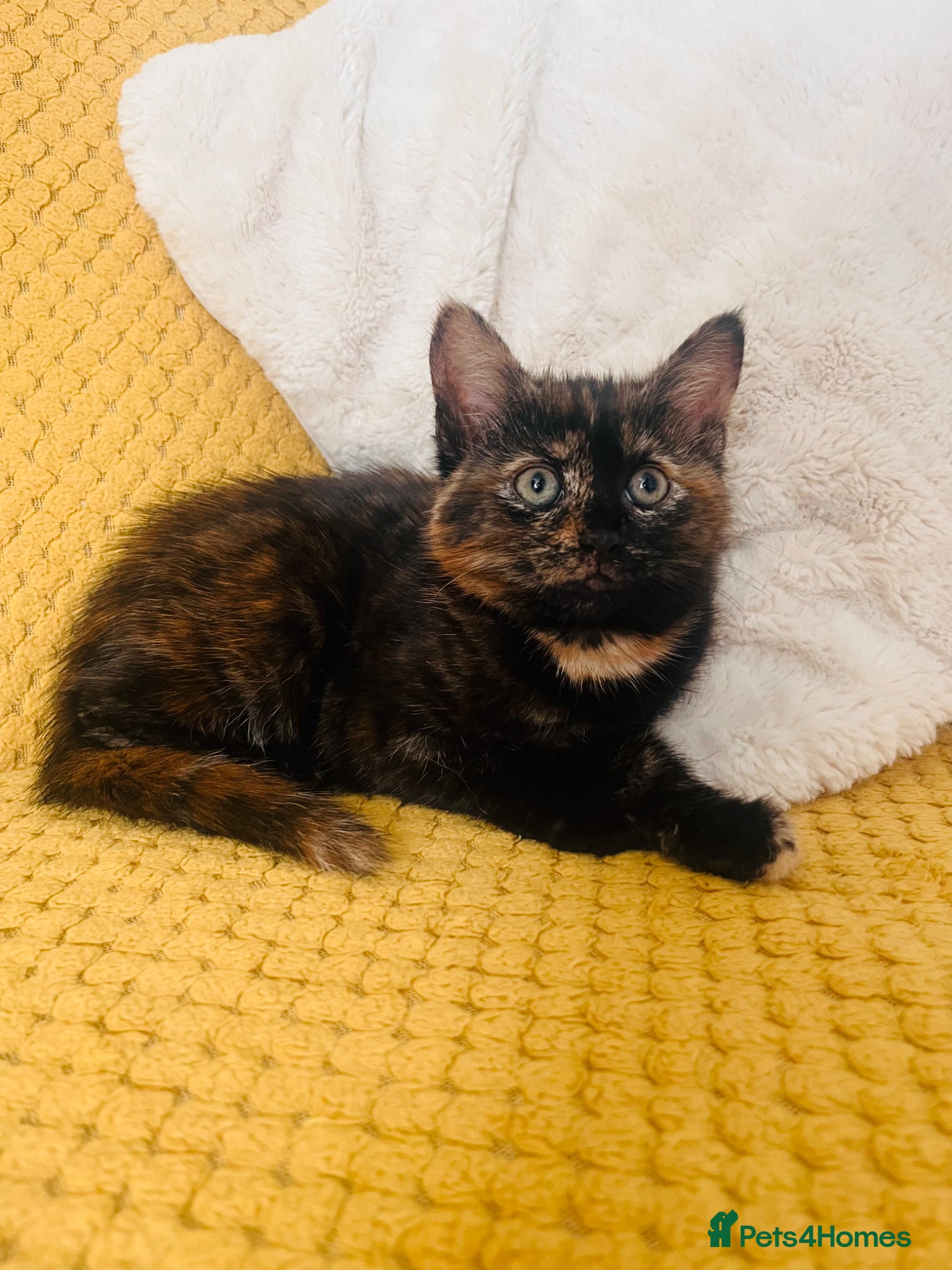 Mixed Breed cats 🐾 Beautiful Kittens Ready for Their New Homes 🐾 - Advert 2