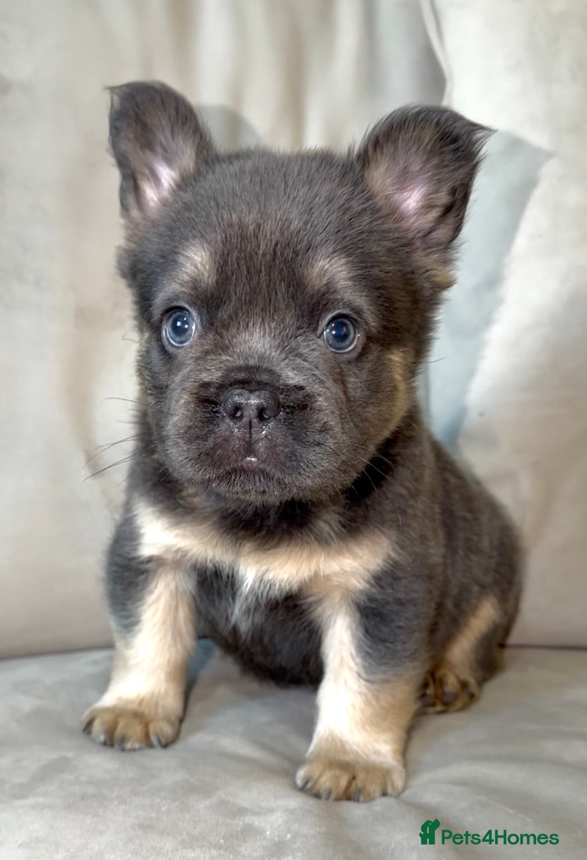 French Bulldog dogs Frenchie puppy ONLY 2 BOYS AVAILABLE NOW (REDUCED) - Advert 1