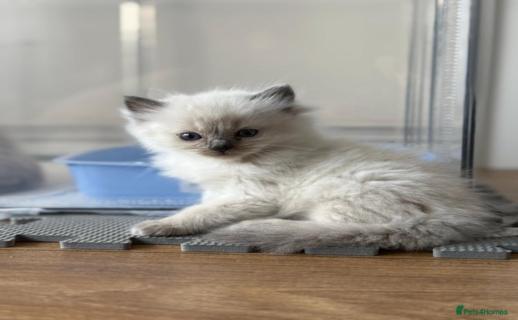 Ragdoll cats - Advert 9
