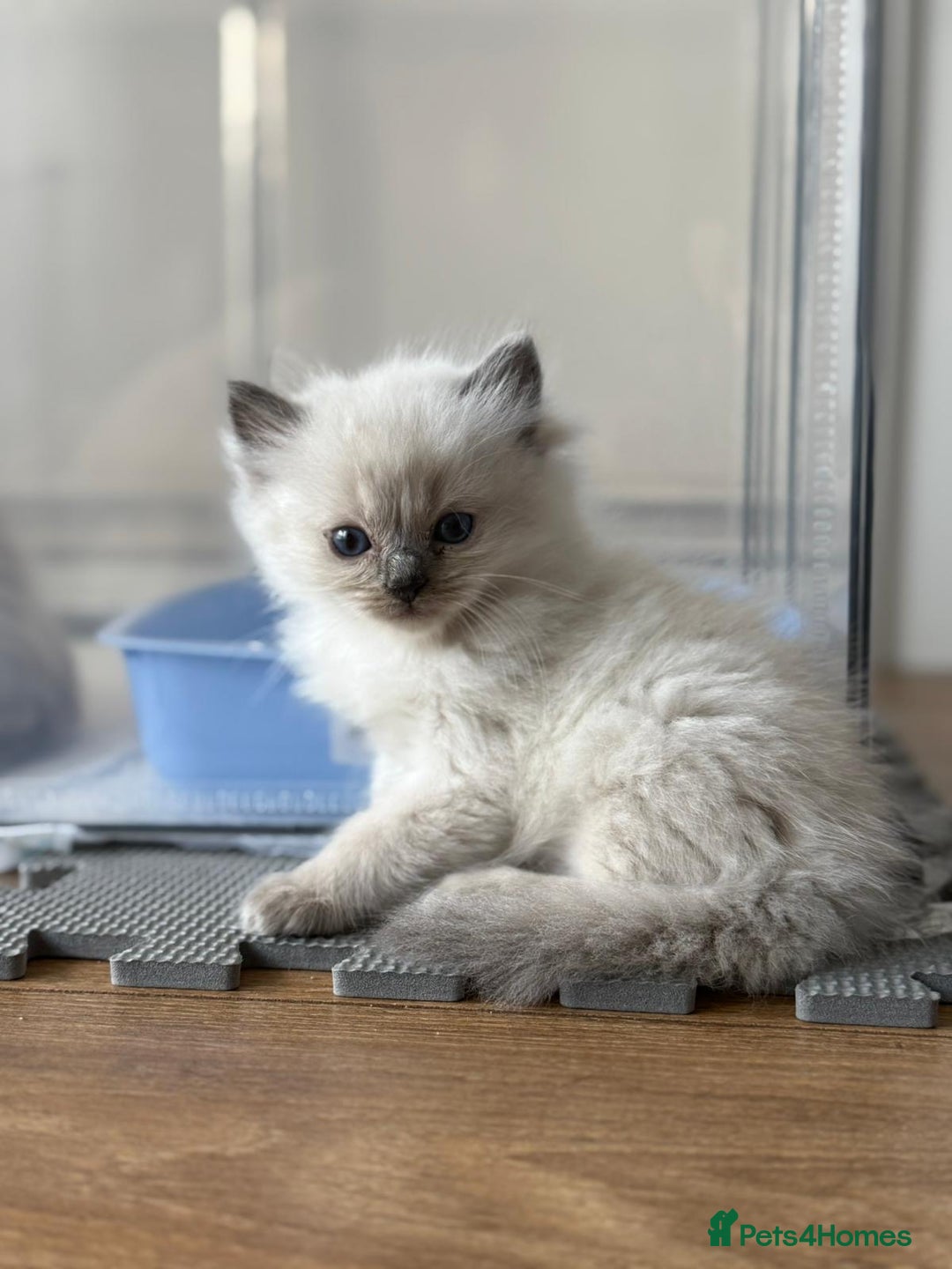 Ragdoll cats for sale: pedigree Ragdoll kittens - champion blood lines  - Image 1