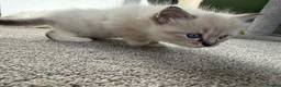 Ragdoll cats for sale:  Blue-Eyed Luxury Pedigree Kittens 🐾 in Grimsby - Advert 10