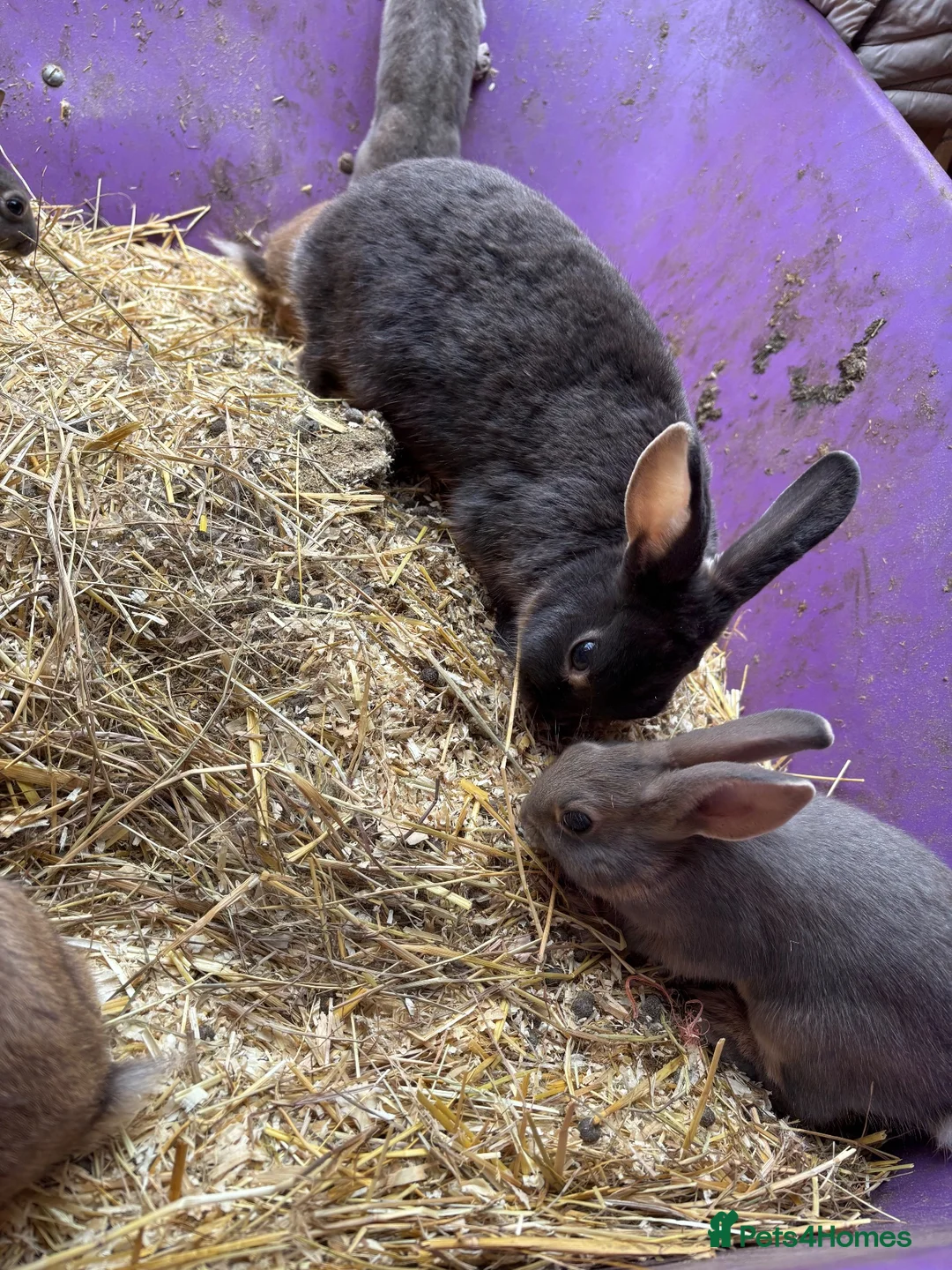 Rex rabbits for sale: Velvet Rex babies  - Advert 10