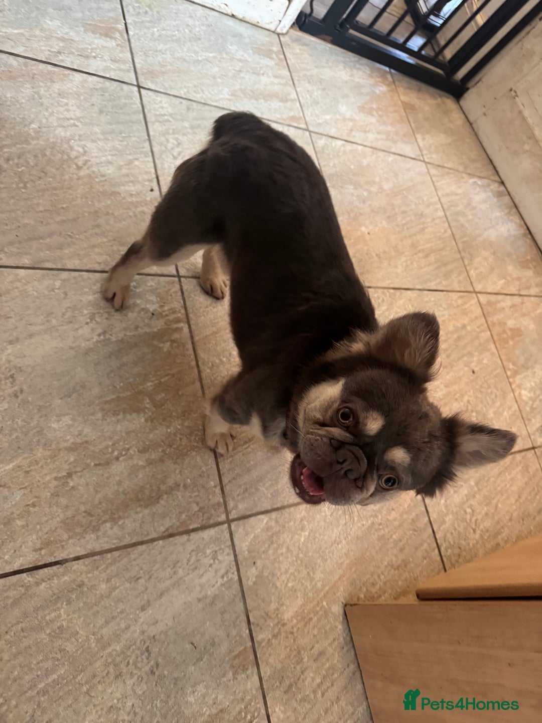 French Bulldog dogs for stud: Fluffy Frenchbulldog for stud checkmate bloodline - Image 4