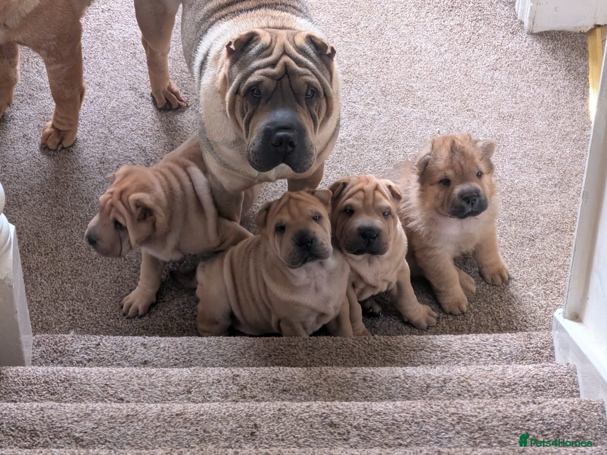 Shar Pei dogs Beautiful litter of Shar Pei Puppies  - Advert 2