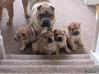 Shar Pei dogs Beautiful litter of Shar Pei Puppies - Advert 1